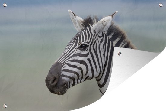 Tuindecoratie Zebra close-up - 60x40 cm - Tuinposter - Tuindoek - Buitenposter