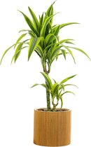 Kamerplant van Botanicly – Drakenboom in zeegras pot als set – Hoogte: 70 cm – Dracaena derem. Lemon Lime