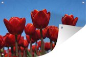 Affiche jardin - La tulp rouge - 180x120 cm - XXL