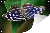 Muurdecoratie Blauwe Golf vlinder - 180x120 cm - Tuinposter - Tuindoek - Buitenposter