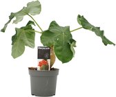Jatropha Podagrica ↨ 30cm - planten - binnenplanten - buitenplanten - tuinplanten - potplanten - hangplanten - plantenbak - bomen - plantenspuit