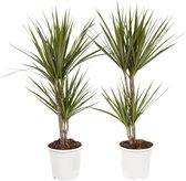 Dracaena Marginata ↨ 75cm - 2 stuks - hoge kwaliteit planten
