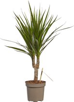 Dracaena Marginata ↨ 45cm - planten - binnenplanten - buitenplanten - tuinplanten - potplanten - hangplanten - plantenbak - bomen - plantenspuit
