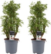 Duo Polyscias Hawaiiana Ming vertakt ↨ 50cm - 2 stuks - hoge kwaliteit planten