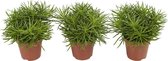 Senecio Himalaya ↨ 25cm - 3 stuks - hoge kwaliteit planten