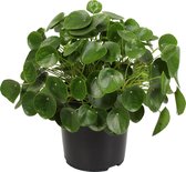 Pannenkoekenplant XL ↨ 50cm - planten - binnenplanten - buitenplanten - tuinplanten - potplanten - hangplanten - plantenbak - bomen - plantenspuit