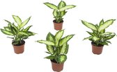 Dieffenbachia Camilla ↨ 30cm - 4 stuks - hoge kwaliteit planten