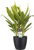 Cordyline new Conga met Elho brussels living black ↨ 60cm - hoge kwaliteit planten