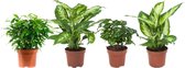 Combibox hippe kamerplanten (Ficus, Koffieplant, Dieffenbachia compacta en Camilla) ↨ 25cm - 4 stuks - hoge kwaliteit planten