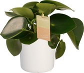 Peperomia Raindrop Feel Green - Elho b.for white ↨ 35cm - hoge kwaliteit planten