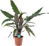 Alocasia Lauterbachiana ↨ 70cm - hoge kwaliteit planten