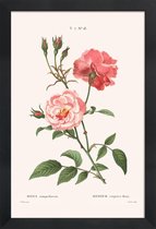 JUNIQE - Poster met houten lijst Rosier - Toujours Fleuri -13x18