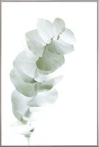 JUNIQE - Poster met kunststof lijst Eucalyptus White 1 -20x30 /Groen &