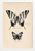 JUNIQE - Poster in houten lijst Butterfly Engraving -40x60 /Bruin &