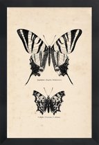 JUNIQE - Poster in houten lijst Butterfly Engraving -30x45 /Bruin &