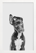 JUNIQE - Poster in houten lijst Hond – Zwart | Wit -20x30 /Grijs &