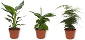 Set van 3 Kamerplanten - Asparagus Plumosus & Musa Tropicana & Strelitzia Reginae - ±  25cm hoog - 12cm diameter