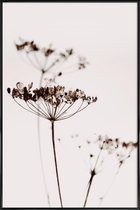 JUNIQE - Poster in kunststof lijst Dried Flowers Anetum 2A -30x45