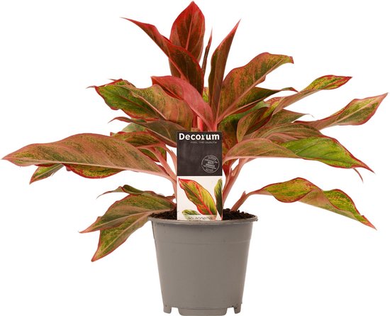 SIMPLYBLOOM.EU - Aglaonema Crete