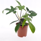 Bloem van Botanicly – Philodendron Florida Green – Hoogte: 45 cm
