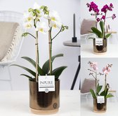 Orchideeën van Botanicly – 3 × Vlinder orchidee in gouden keramiek pot 'Julia' als set – Hoogte: 45 cm, 1 tak – Phalaenopsis multiflora