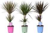 Kamerplanten van Botanicly – 3 × Drakenboom – Hoogte: 80 cm – Dracaena Marginata Mix