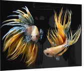 2 geel zwarte vissen - Foto op Plexiglas - 90 x 60 cm