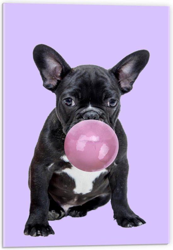 Acrylglas - Kauwgom Blazende Frenchie Hond - 40x60cm Foto op Acrylglas (Met Ophangsysteem)