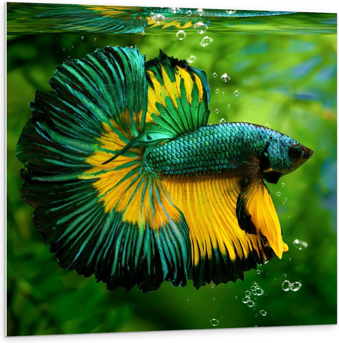 Forex - Groen/Gele Vis in Aquarium - 100x100cm Foto op Forex