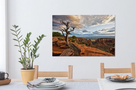Arbre courbe en toile Colorado National Monument 2cm 90x60 cm - Tirage photo sur toile (Décoration murale salon / chambre)