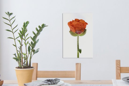 Pavot Oranje devant une toile de fond blanc 20x30 cm - petit - Tirage photo sur toile (Décoration murale salon / chambre) / Peintures Fleurs sur toile