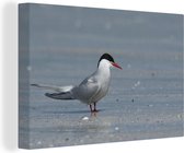 Sterne arctique sur la plage Toile 30x20 cm - petit - Tirage photo sur toile (Décoration murale salon / chambre)