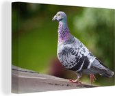 Pigeon voyageur gris sur un toit Toile 60x40 cm - Tirage photo sur toile (Décoration murale salon / chambre)
