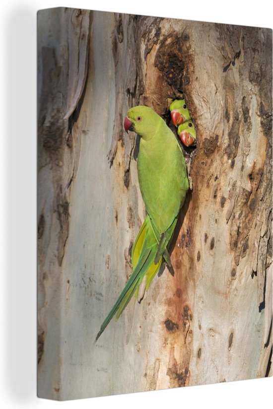 Trois perruches vertes à collier avec un nid toile 60x80 cm - Tirage photo  sur toile