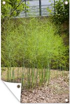 Tuindecoratie Een reeks met aspergeplanten in de tuin - 40x60 cm - Tuinposter - Tuindoek - Buitenposter