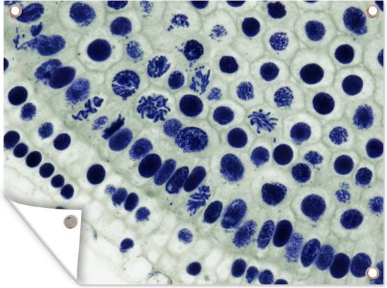 Muurdecoratie buiten Blauwe cellen onder de microscoop - 160x120 cm - Tuindoek - Buitenposter