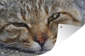 Gros plan d'une affiche de jardin de chat en vrac