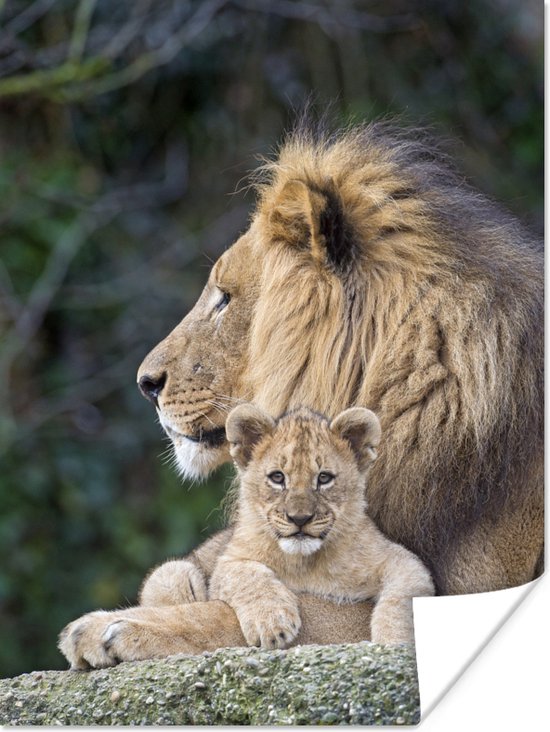 Volwassen leeuw met jong poster - Poster / / Poster