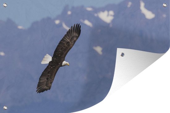 Muurdecoratie Amerikaanse zee arend - Adelaar - Vliegende - Vleugels - Vogels - 180x120 cm - Tuinposter - Tuindoek - Buitenposter