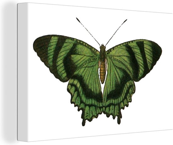 Canvas Schilderij Vlinder - Patroon - Groen - Zwart - 90x60 cm - Wanddecoratie