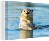 Canvas Schilderij Witte otter zwemt - 60x40 cm - Wanddecoratie