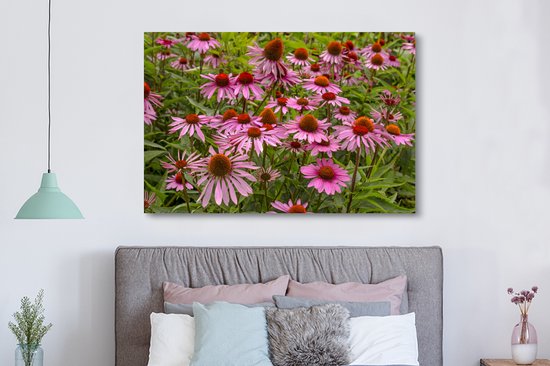 Peintures sur toile - Fleurs d'échinacée colorées dans un environnement verdoyant - 150x100 cm - Décoration murale