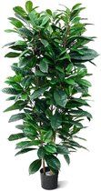 Ficus Cyathistipula 160cm Deluxe