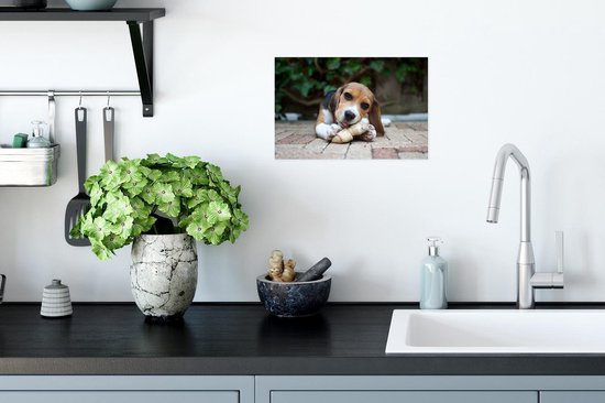 Beagle mâche un os Poster 30x20 cm - petit - Tirage photo sur Poster (décoration murale salon / chambre) / Poster Animaux domestiques