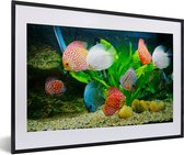 Image encadrée - Cadre photo Poisson dans un aquarium noir avec passe-partout blanc 60x40 cm - Affiche encadrée (Décoration murale salon / chambre)