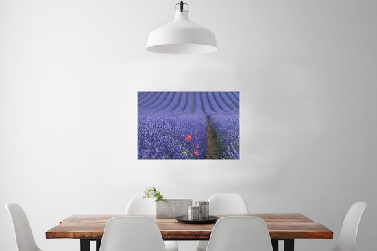 Gros plan d'un coquelicot dans un champ de lavande 60x40 cm / Poster Fleurs