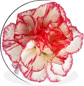 Gros plan d'un Cercle mural blanc avec oeillet rouge aluminium ⌀ 120 cm - Tirage photo sur cercle mural / cercle vivant / cercle jardin (décoration murale) XXL / Groot format!