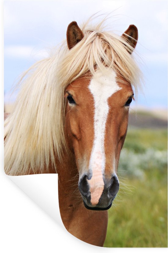 Muurstickers - Sticker Folie - Portret van een IJslands paard - 60x90 cm - Plakfolie - Muurstickers Kinderkamer - Zelfklevend Behang - Zelfklevend behangpapier - Stickerfolie