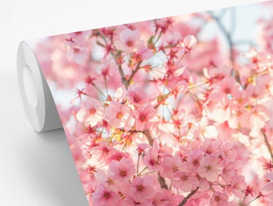 Papier peint Papier peint photo en vinyle - Fleur de cerisier au Japon largeur 420 cm x hauteur 280 cm - Tirage photo sur papier peint (disponible en 7 tailles)