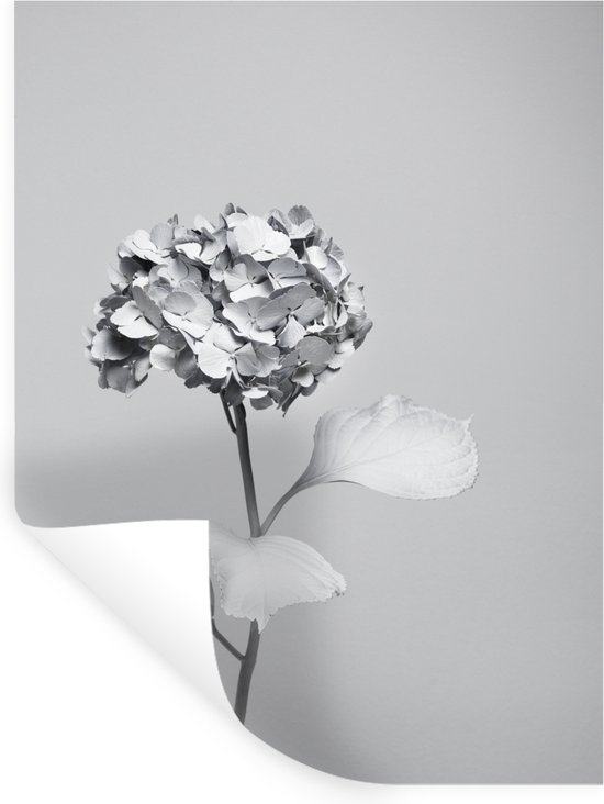 Sticker Muursticker Hortensias Zwart et blanc - 120x160 cm - film autocollant - sticker mural repositionnable XXL /